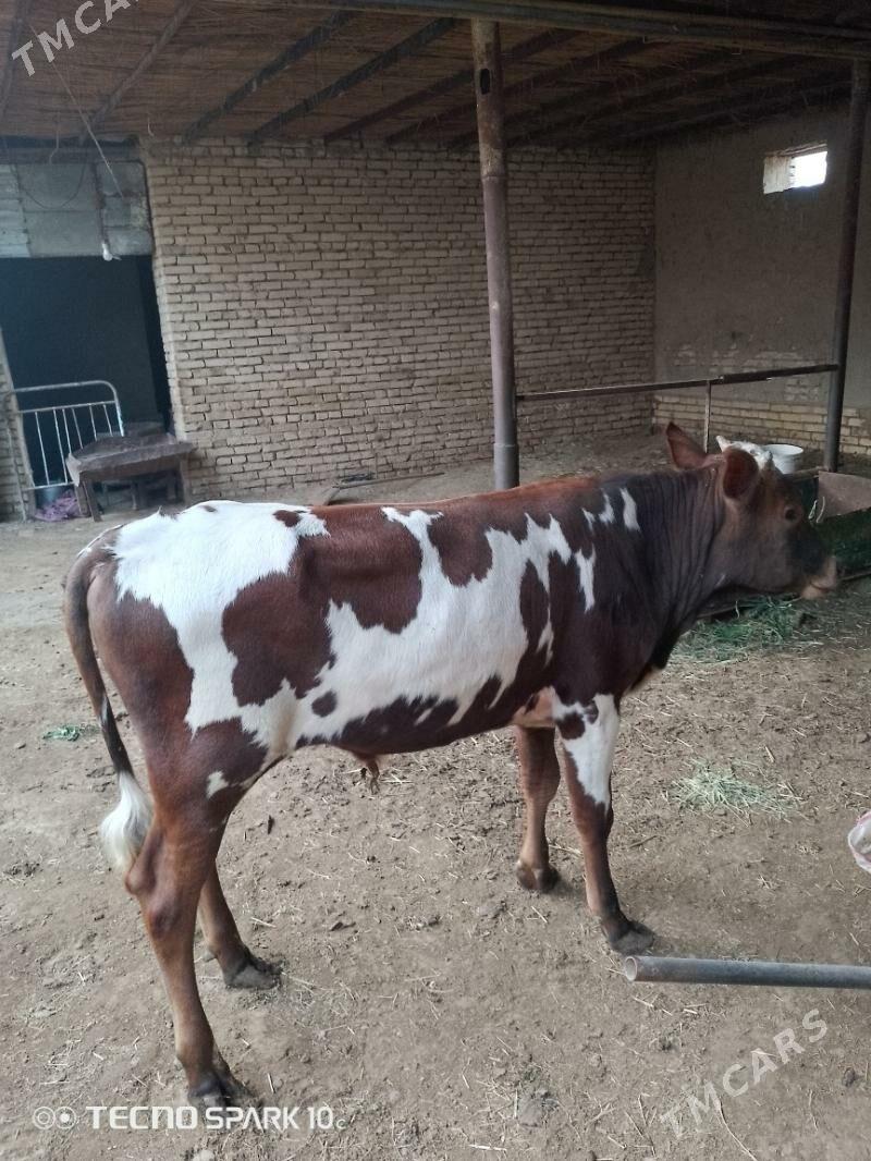 Ökuz - Байрамали - img 1