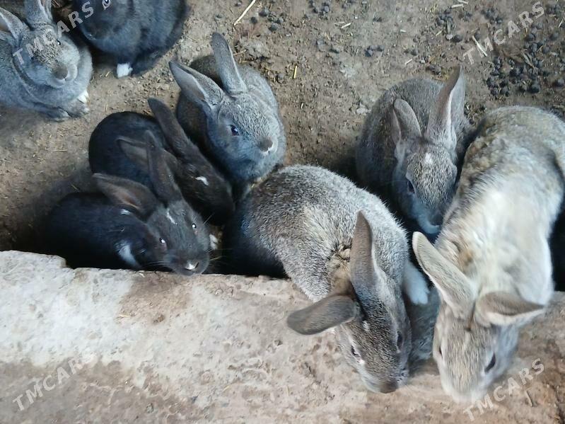 towsan 10 sany - Дашогуз - img 1