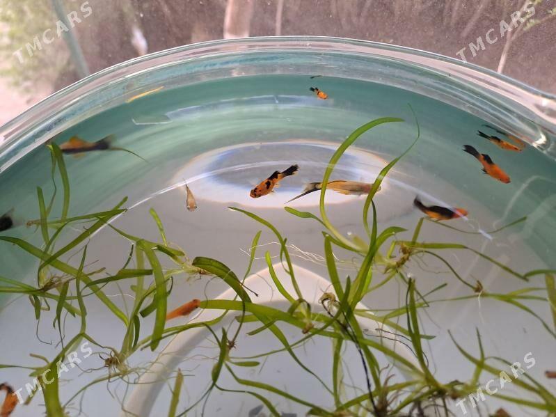 рыбки / balyklar - Daşoguz - img 1