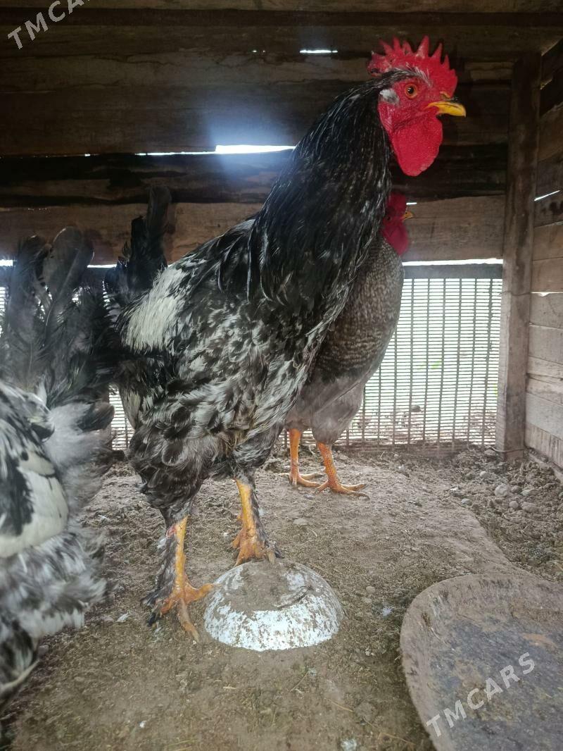 brama gigant horaz. - Мары - img 1