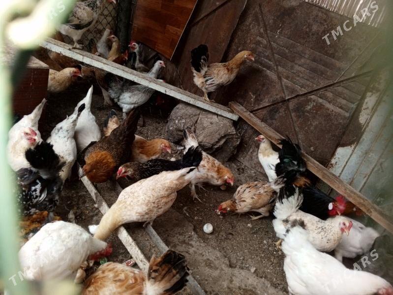 towyk - Балканабат - img 1