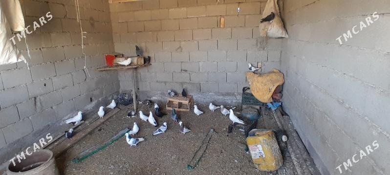 Ak guslar - Яшлык - img 1