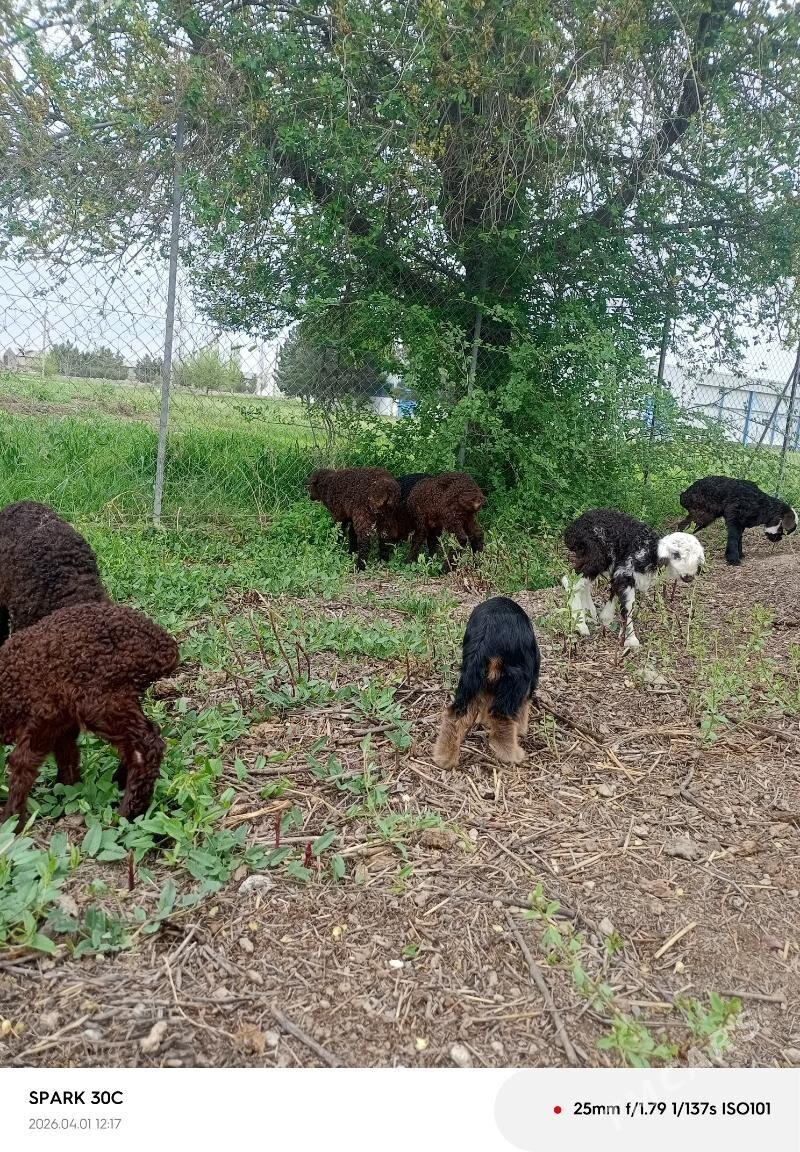 guzy - Ýaşlyk - img 1