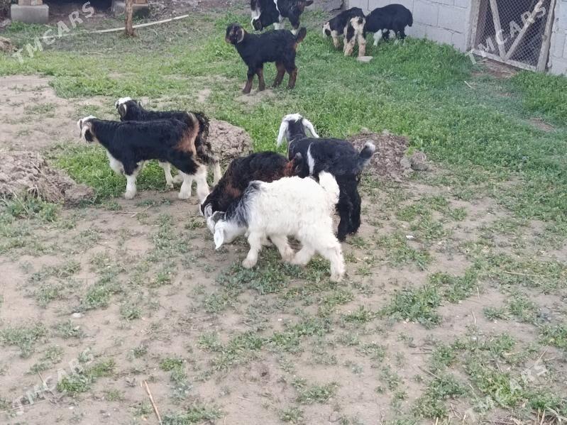 Owlak - Гёкдепе - img 1