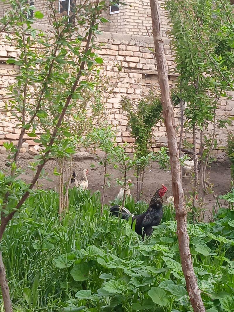 Towuk horaz - Türkmenabat - img 1