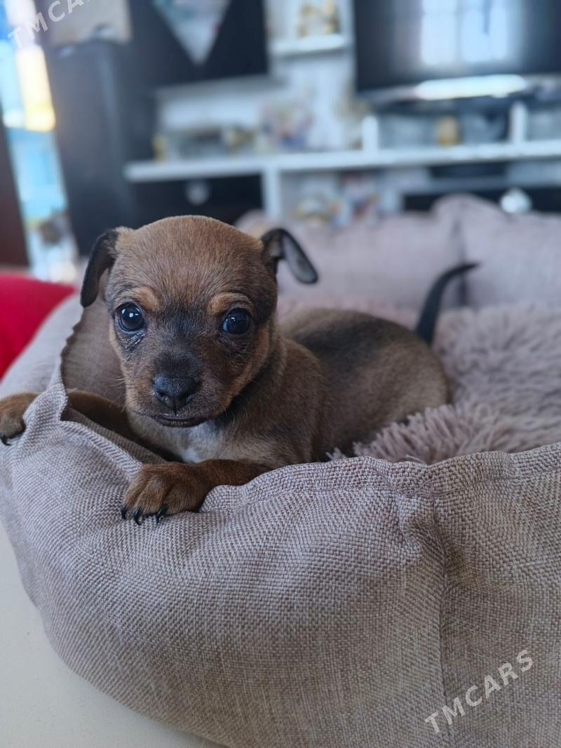 Тойчик девочка - Ашхабад - img 1