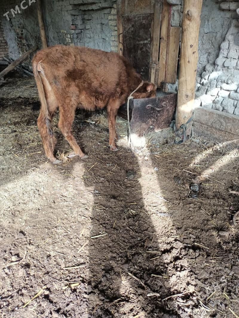 unajin - Чарджоу - img 1