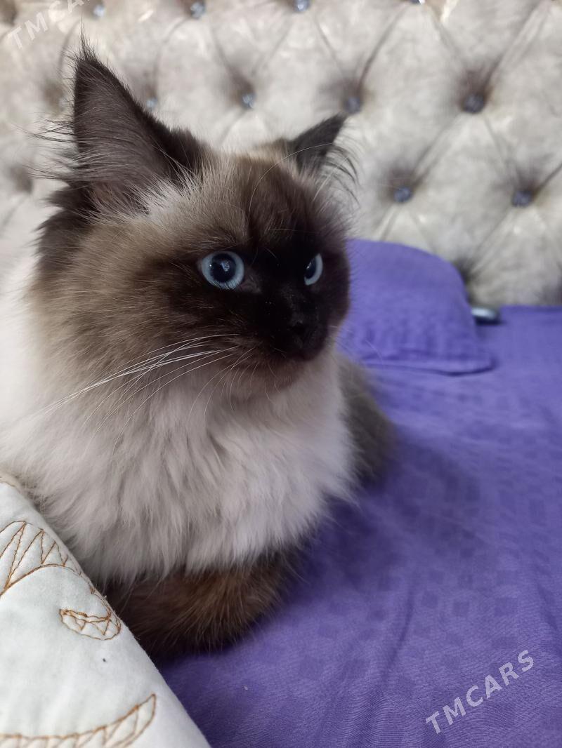 siamskiy pisik yitdi - Дянев - img 1