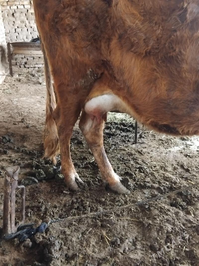 sagylyan goleli sygyr - Мары - img 1