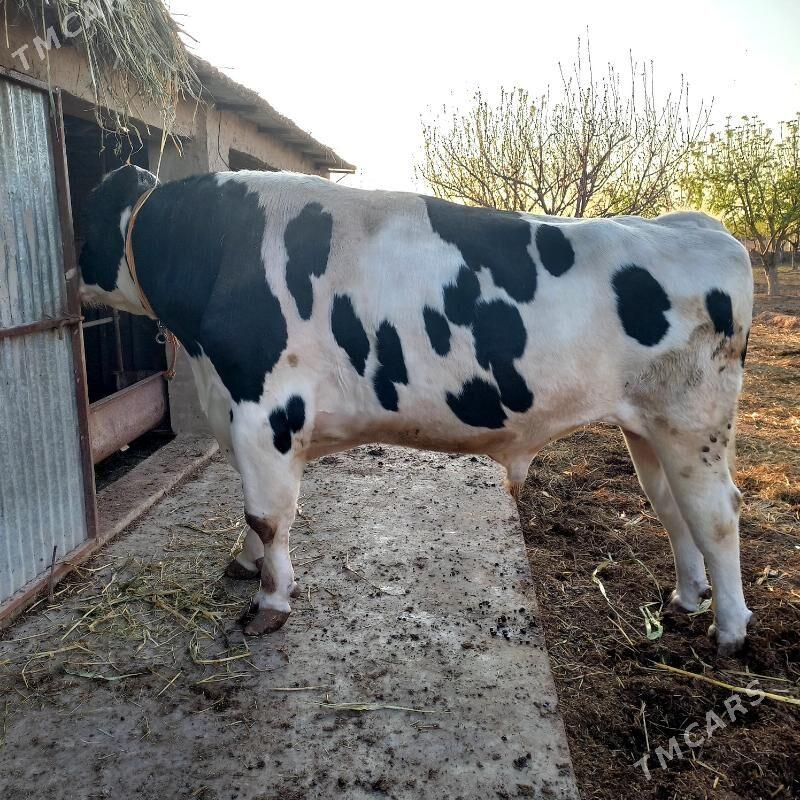 okuz - Daşoguz - img 1