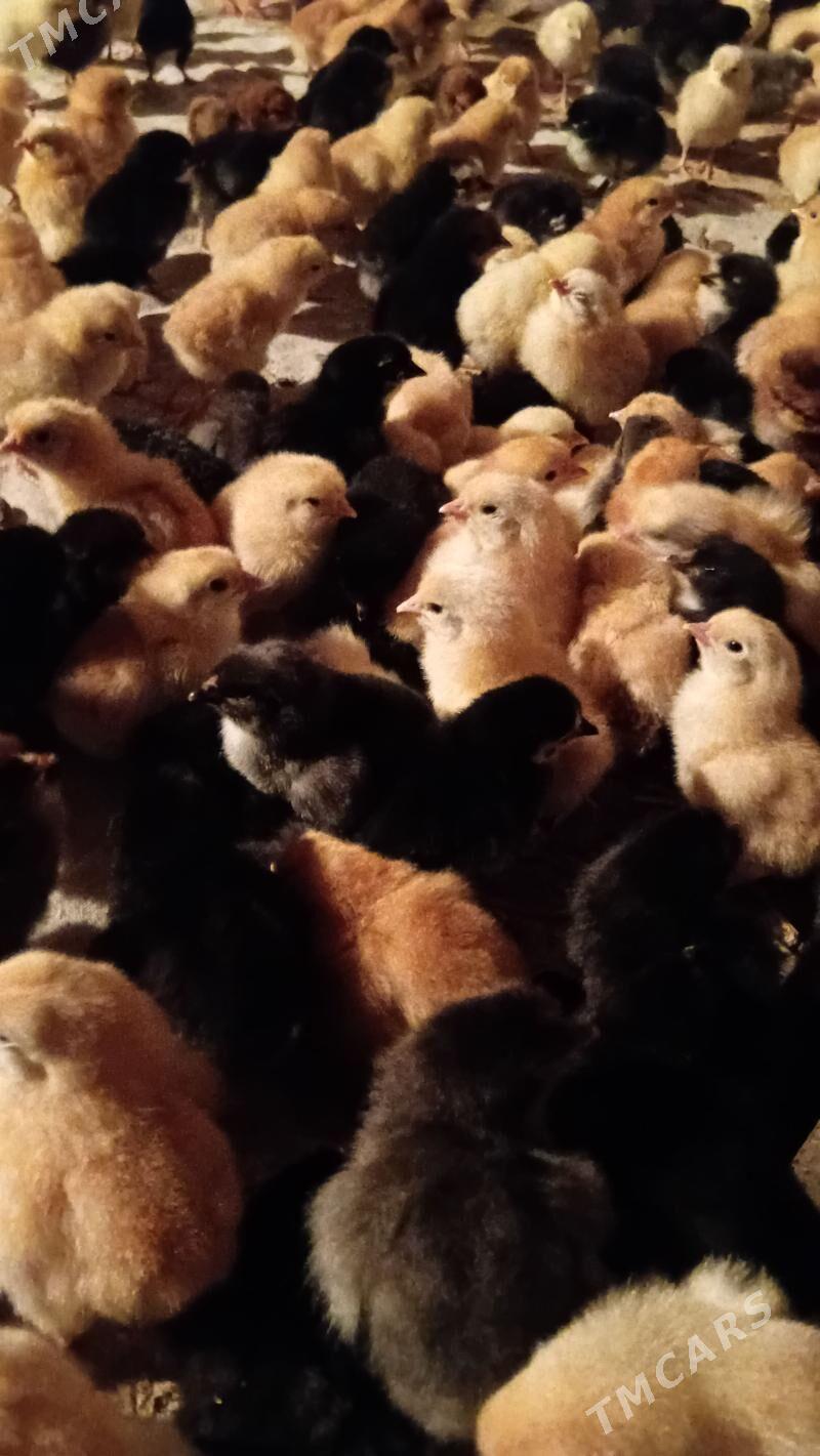 juyje - Şabat etr. - img 1