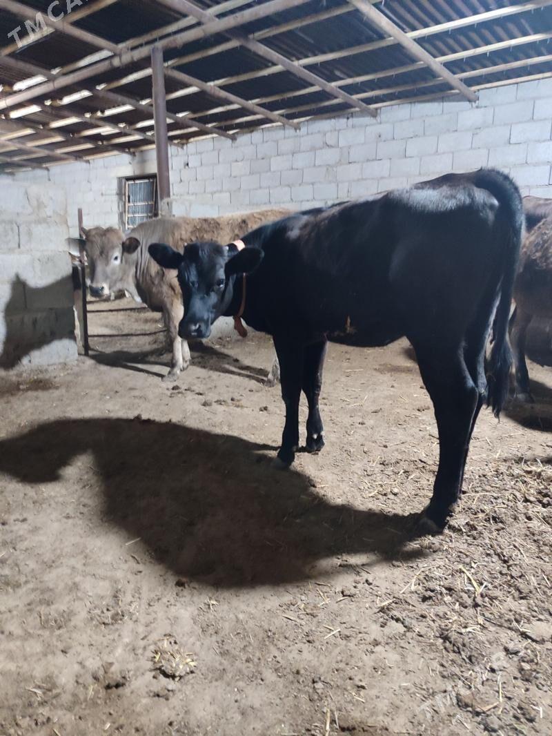 tohum gacarla - Balkanabat - img 1