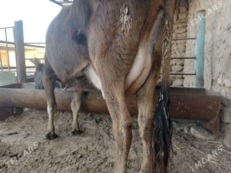 Sygyr goleli - Jebel - img 1