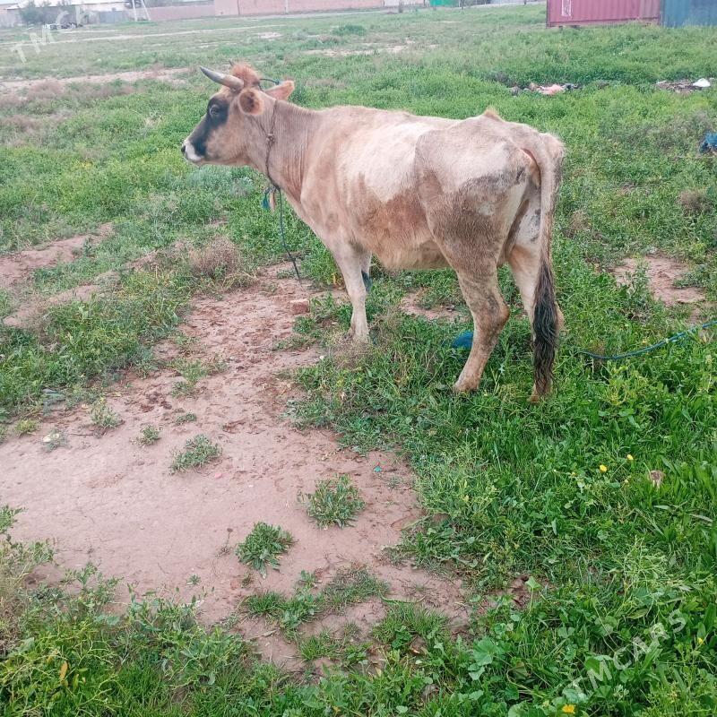 sygyr - Серахс - img 1