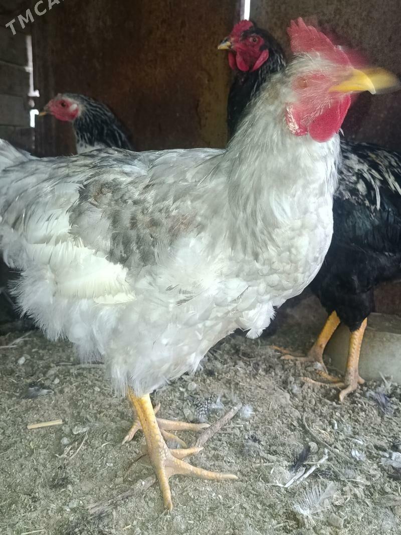 gigant horaaz - Mary - img 1