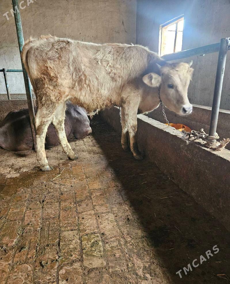 Swes okuz - Gökdepe - img 1