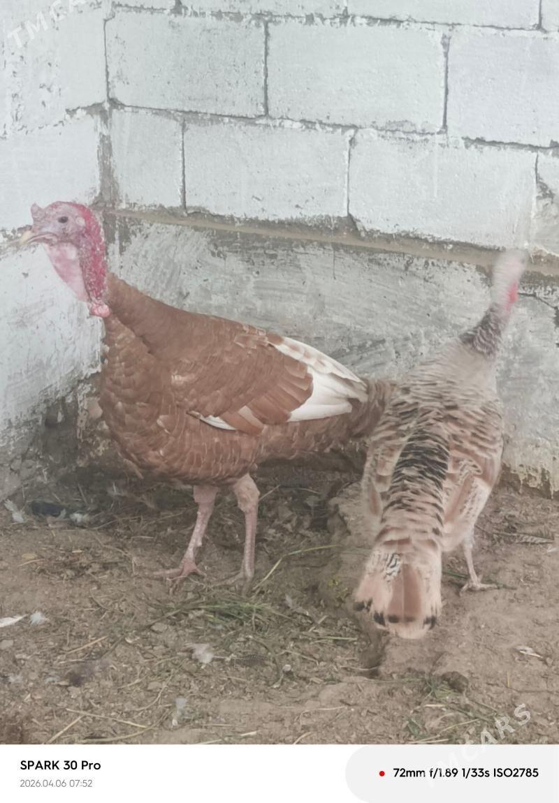 Satlyk induk - Бахарден - img 1