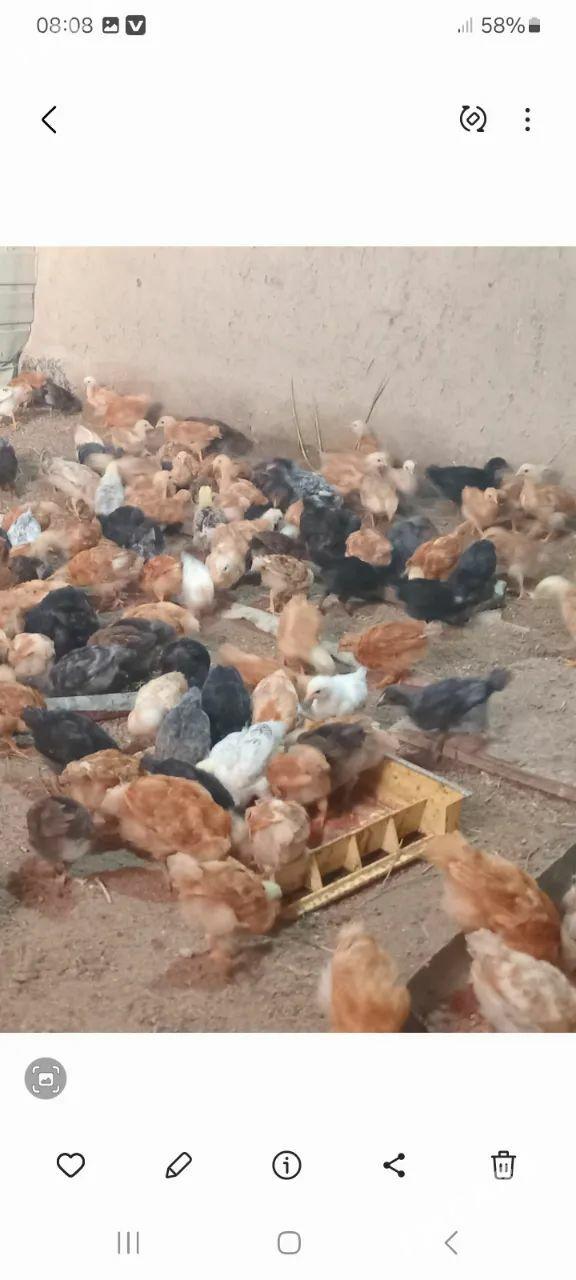 juje - Şabat etr. - img 1