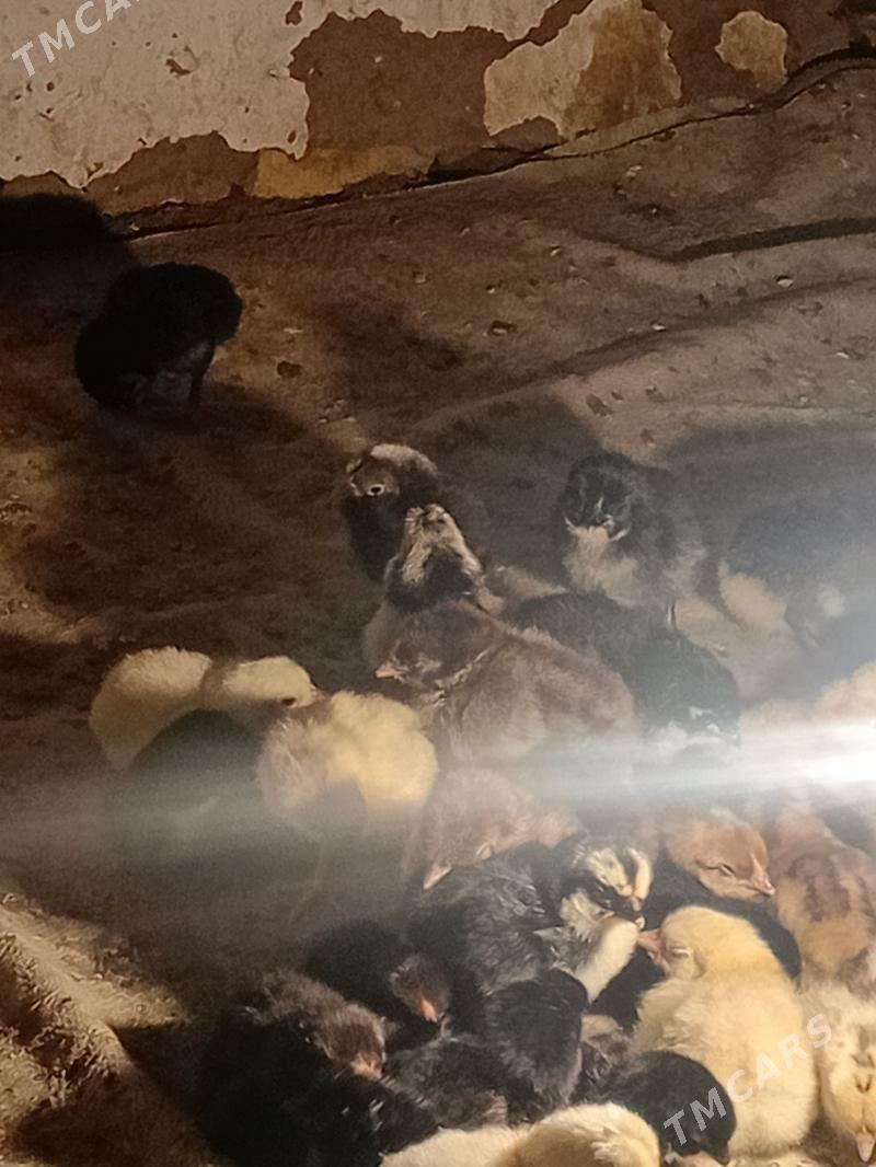 Gigant juje - Sakar - img 1