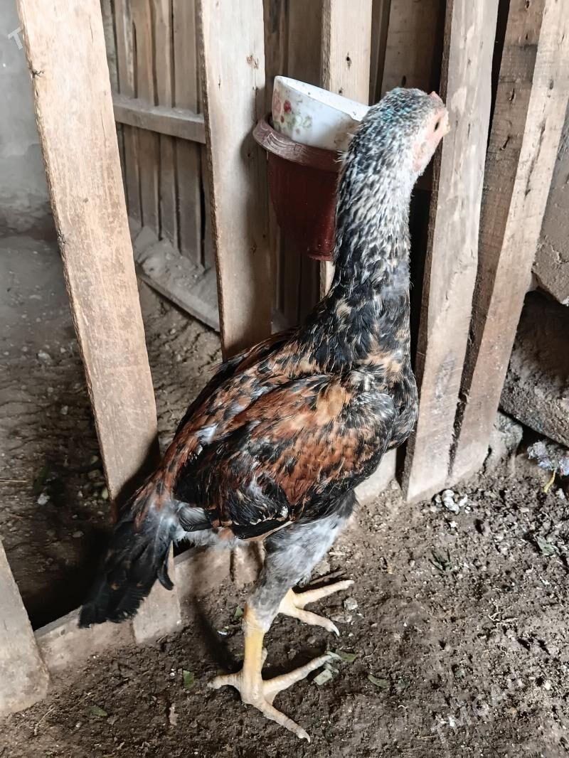 juje horaz towuk per - Дашогуз - img 1