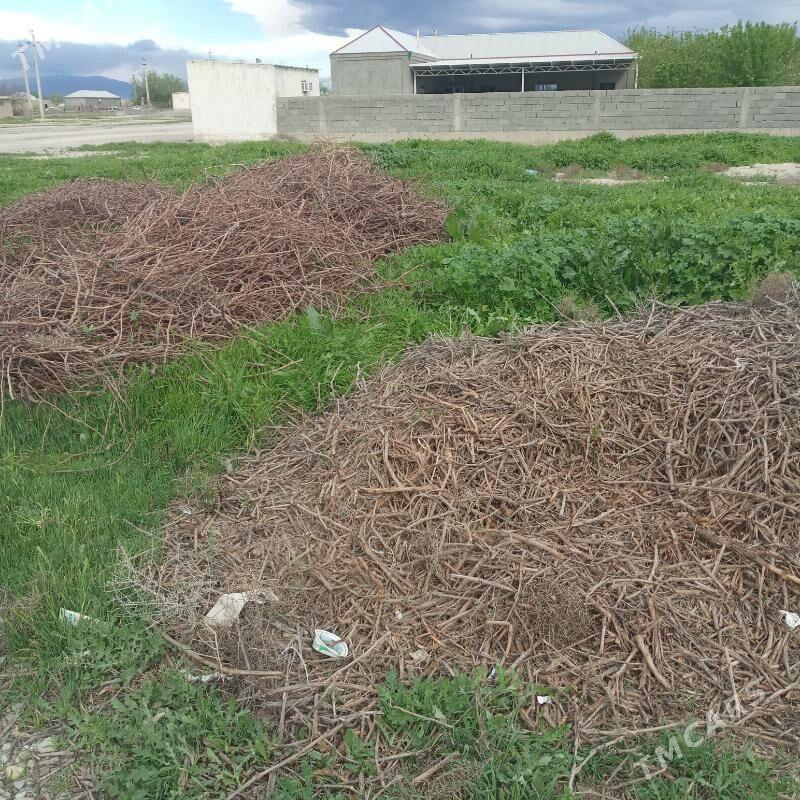 mellek ýer dow gala - Бахарден - img 1