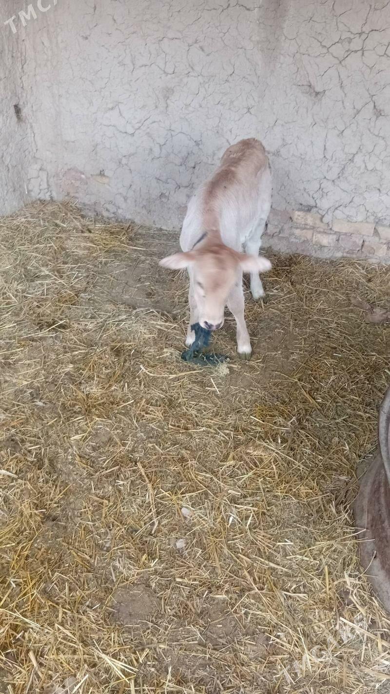 goleli sygyr - Кака - img 1