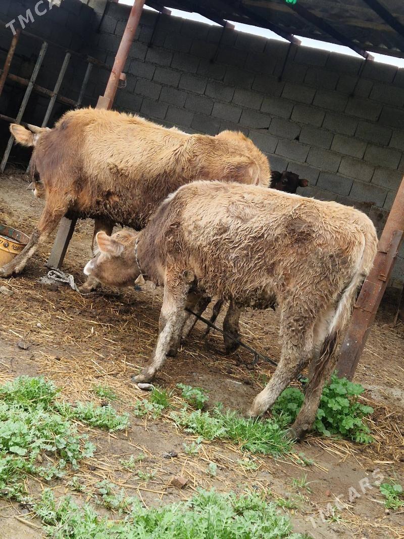 goleli sygyr - Бахарден - img 1