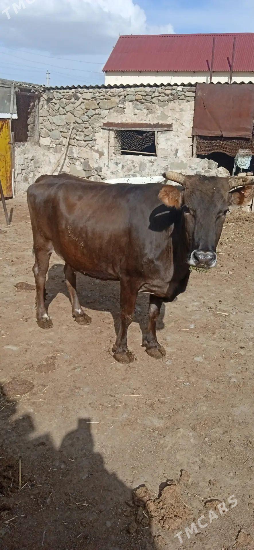 Sygyr - Bereket - img 1