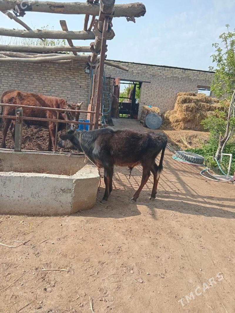 parodny okuzce - Dänew - img 1