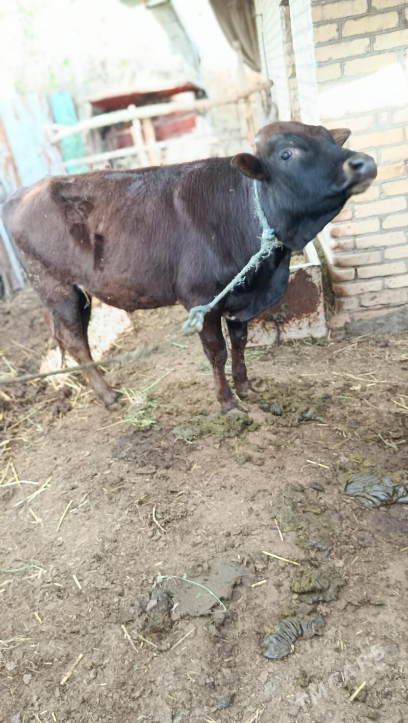 Пародны окуз - Çärjew - img 1