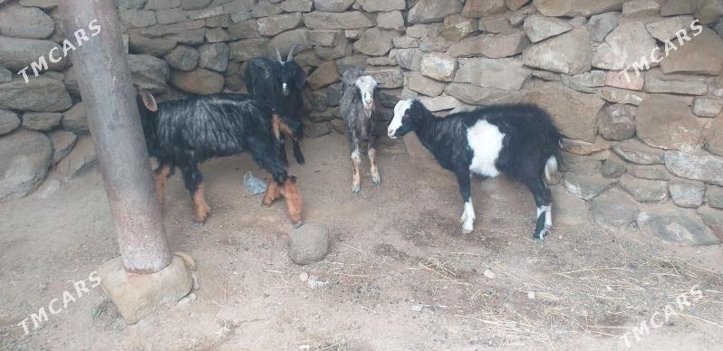 íşşeķ erkeç - Gyzylarbat - img 1