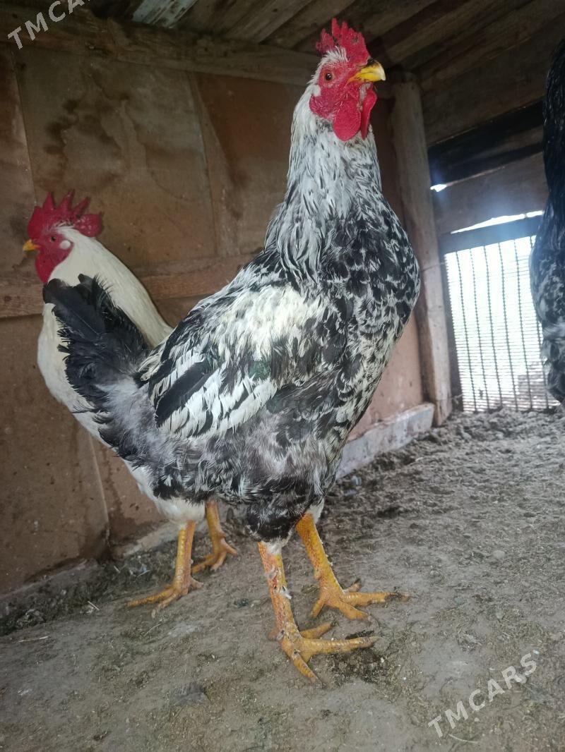 gigant horaz - Мары - img 1