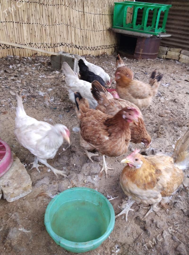 towuk - Gagarin köç, köne Howa menzili - img 1