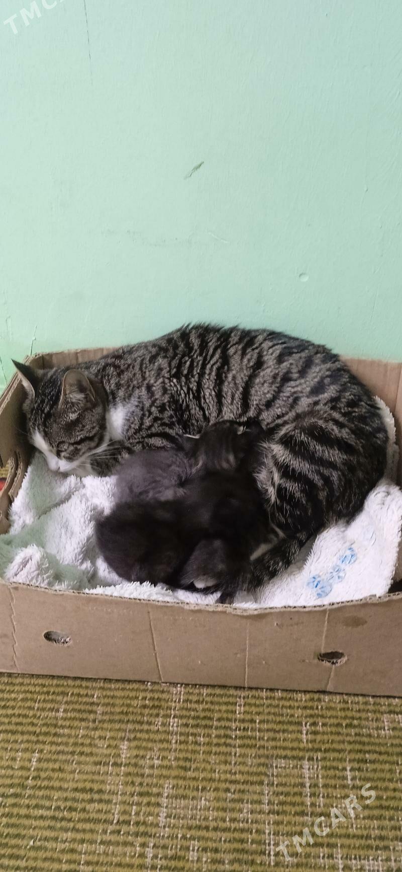 pişik.....катята.. - Дашогуз - img 1