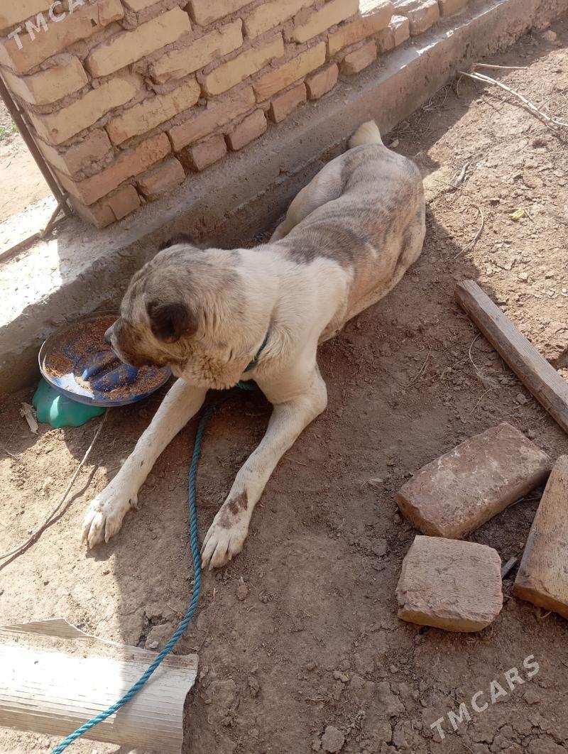 алабай - Фарап - img 1