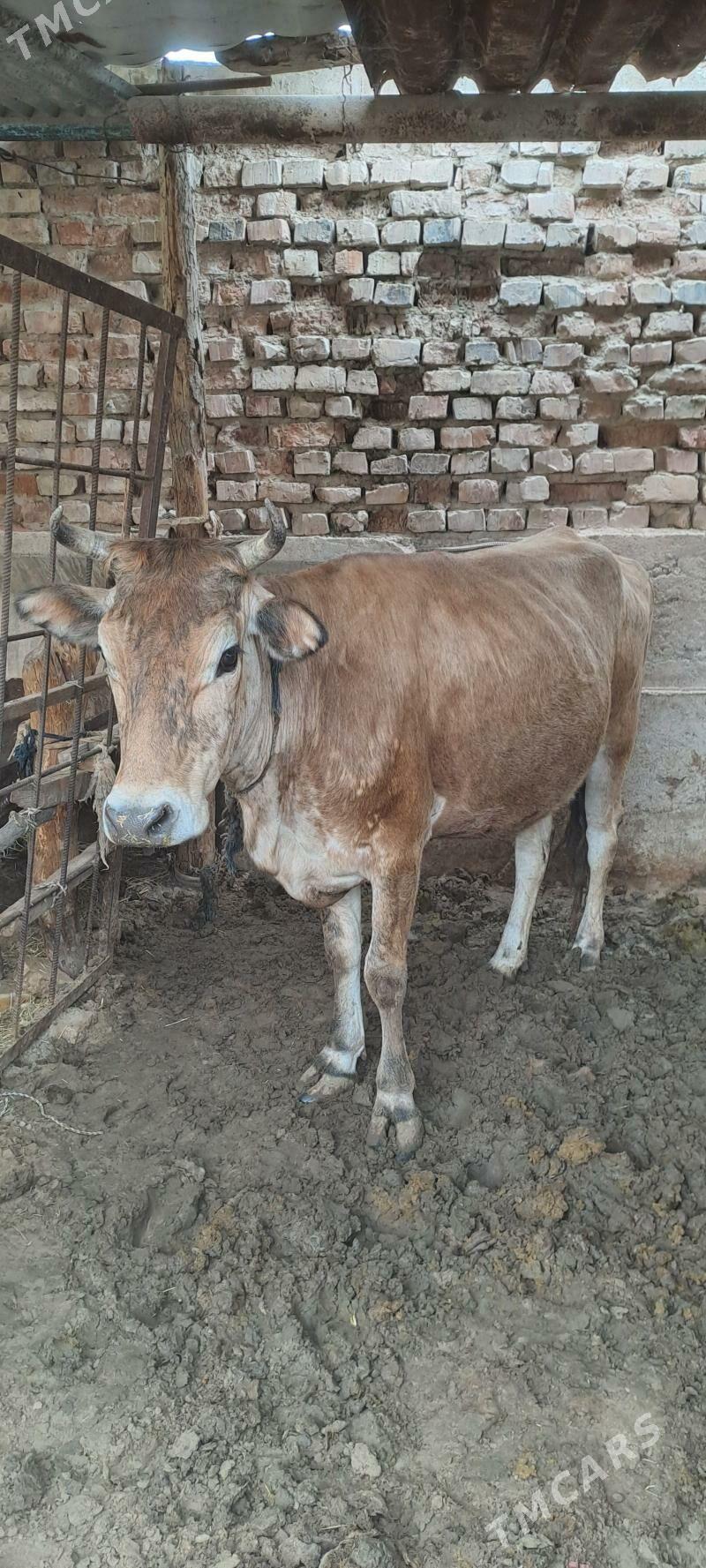 Goleli sygyr - Теджен - img 1