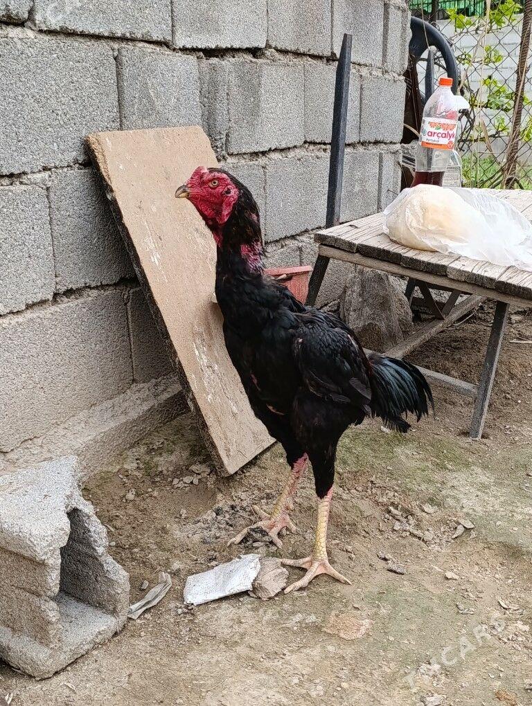 horaz - Ашхабад - img 1