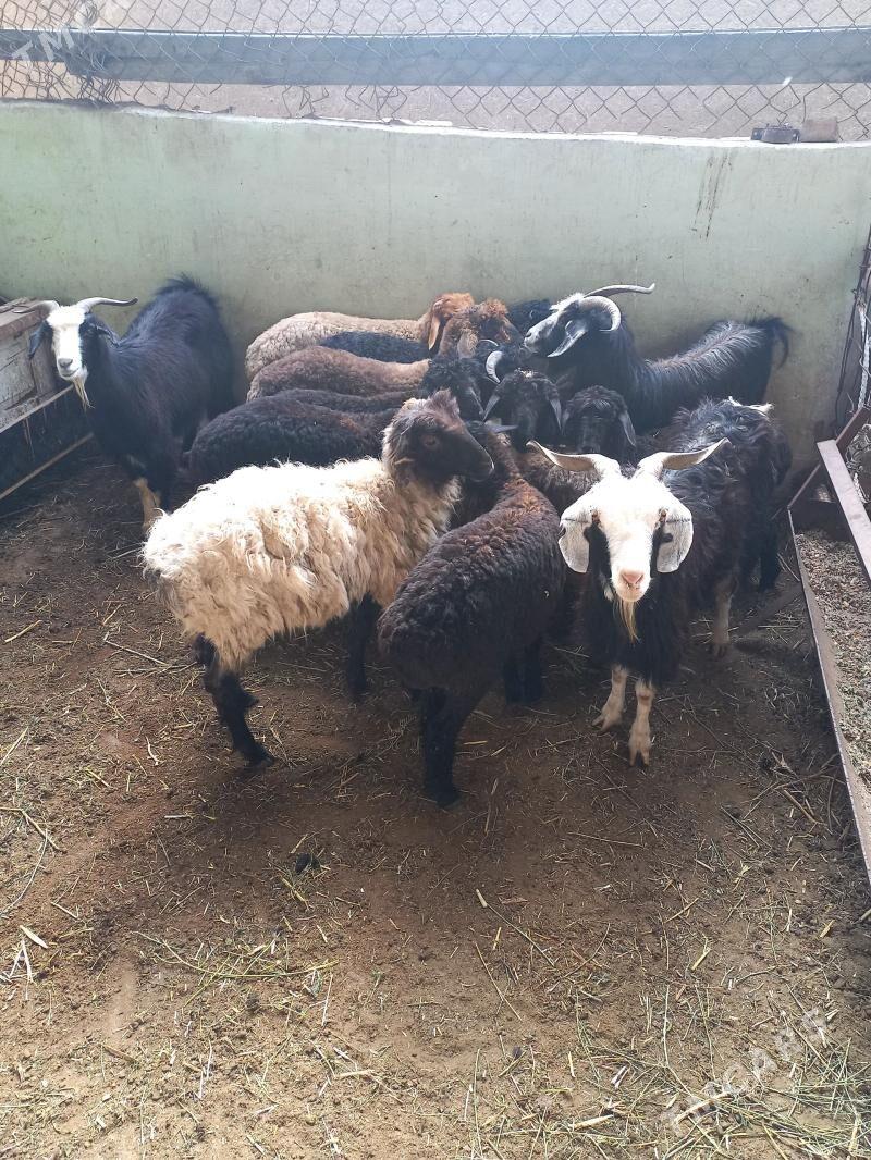 Bakylan Tokgullar Geçiler - Хитровка - img 1