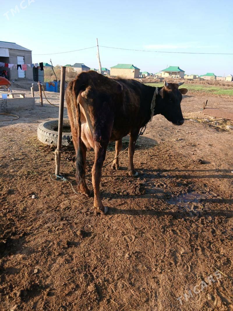 goleli sygyr - Babadaýhan - img 1