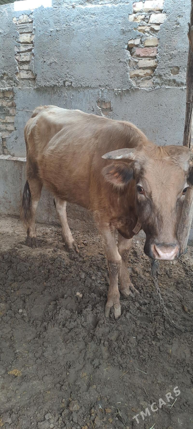 Goleli sygyr - Теджен - img 1