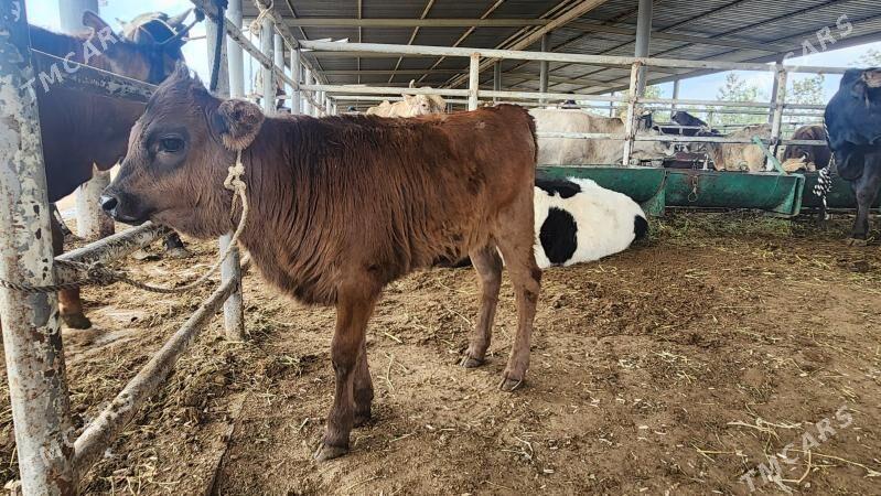 Gole tohum - "Алтын Асыр" Гундогар базары ( Толкучка) - img 1