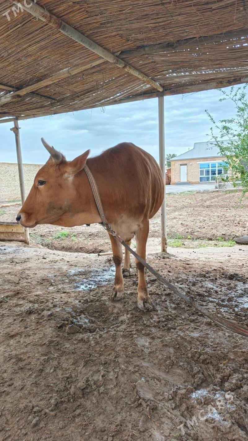 bakylan mal - Wekilbazar - img 1