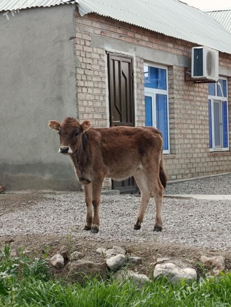 şiwes tüveler - Bäherden - img 1