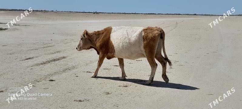 sygyr - Гумдаг - img 1