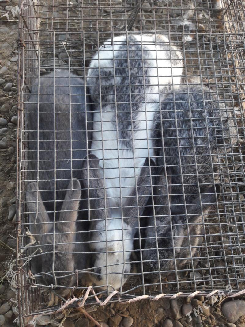 Towşan - Sakarçäge - img 1