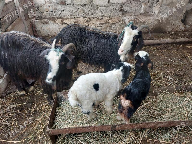 owlakly geçi - Балканабат - img 1