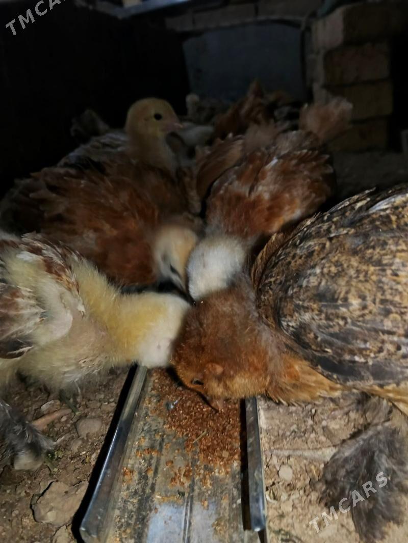 Brama - Mary - img 1