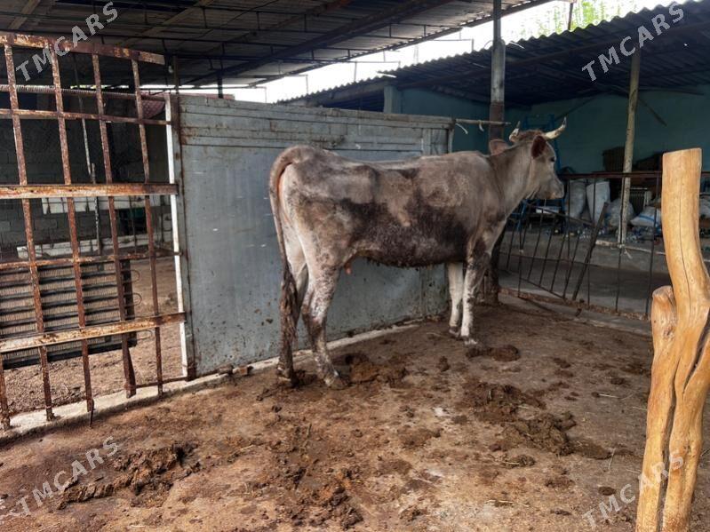 Bakylan sygyr - Aşgabat - img 1