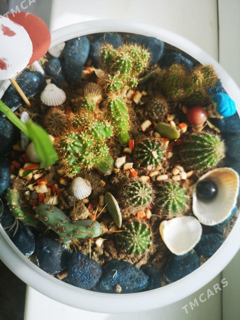 Кактусы - 1 мкр - img 1