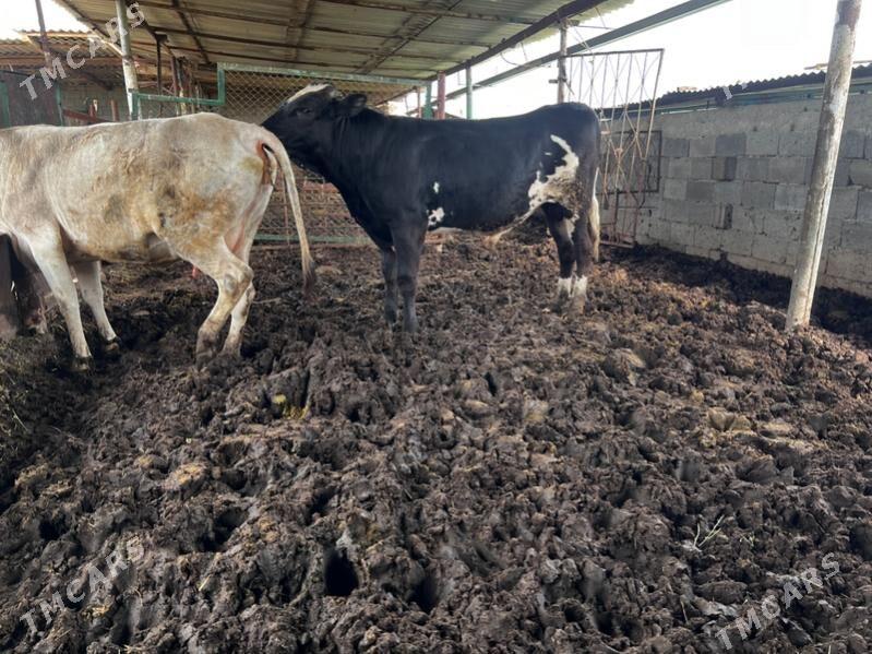 Arginal okuz - Ашхабад - img 1